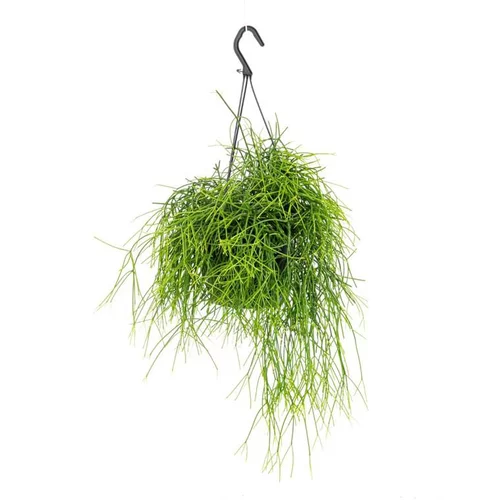 Rhipsalis Cassutha suspension Ø14xH40 cm