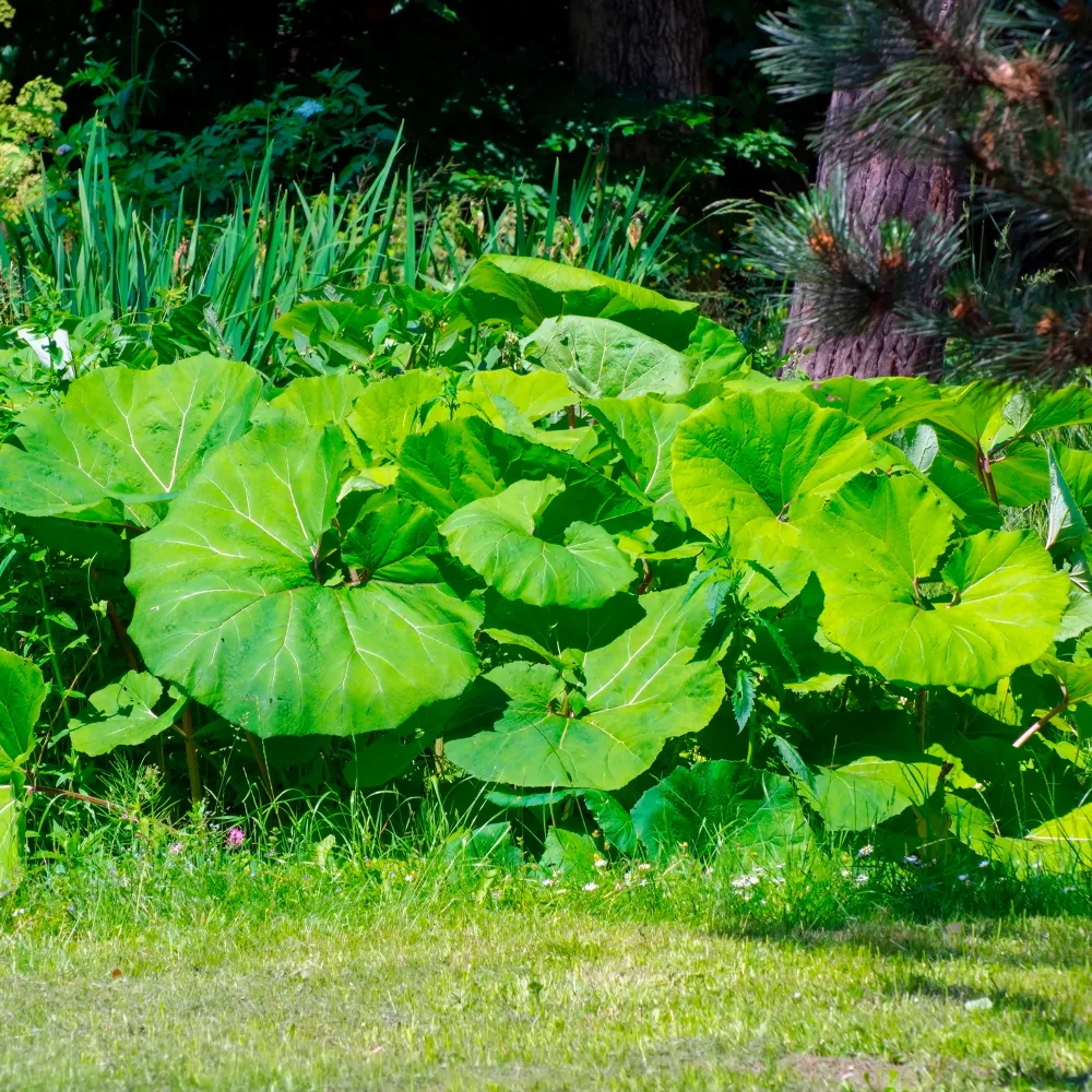 Grand pétasite Petasites hybridus