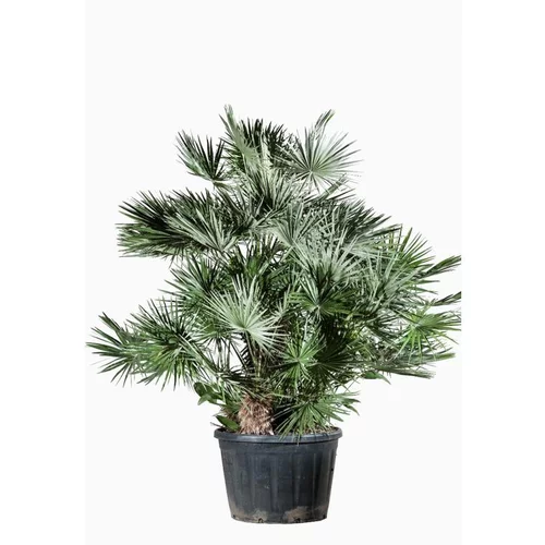 Chamaerops Humilis en pot de 285 L vert