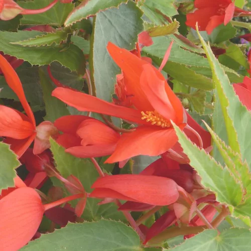 Bégonia Summerwings à fleurs multicolores - Le pot de 4,6 litres
