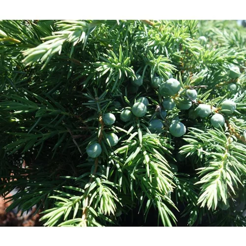 Genévrier Juniperus Conferta Slager. Le pot de 3,7 litres