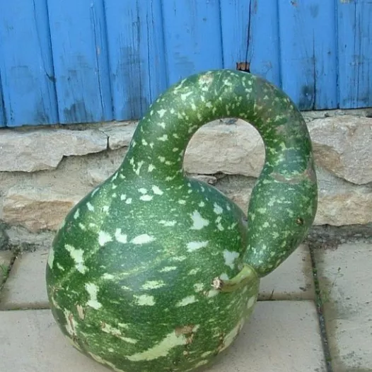 Bio zaden van Kalebas Amphore