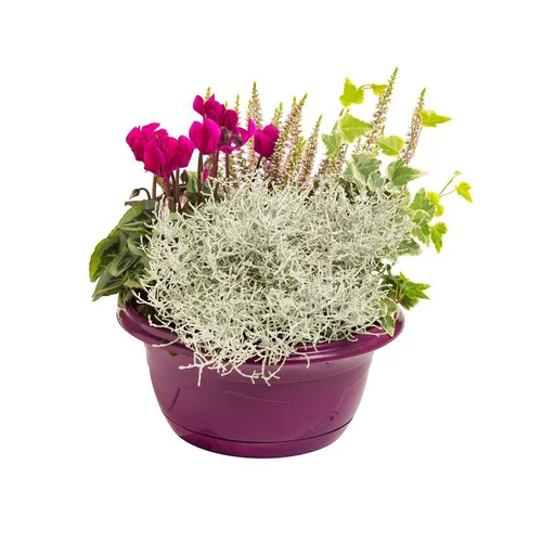 Composition d'exterieur mélange violet rose - La coupe de 27 cm
