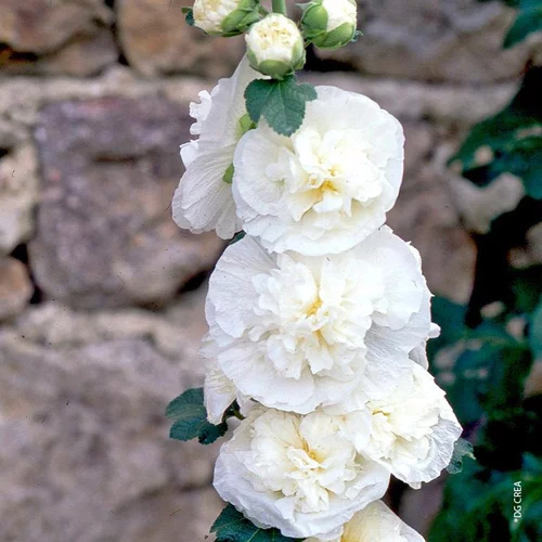 Rose Trémière double blanche - Le pot de 1 litre