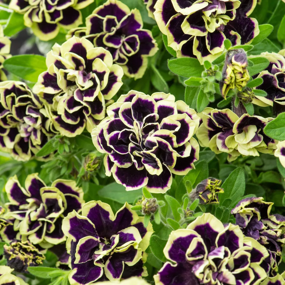 3 Pétunias fleur double noir/jaune Petunia Midnight Gold