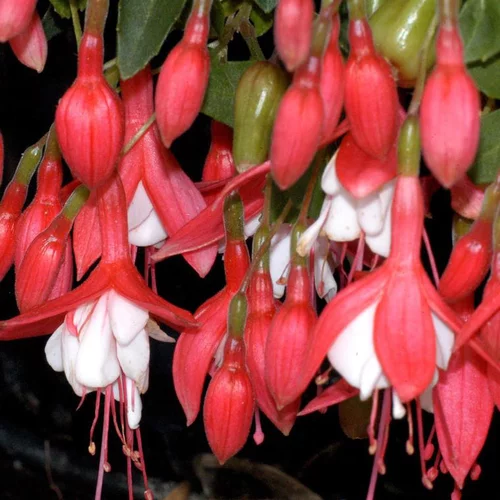 Fuchsia lady tomb rose en pot de 2 L