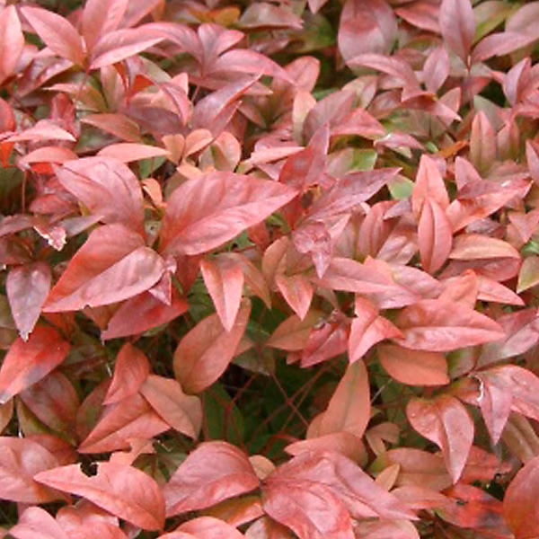 2 x Bambou sacré – Nandina domestica, 30-40 cm pot
