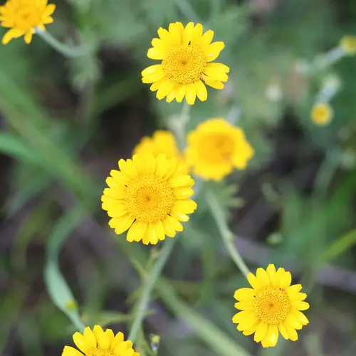 Anthémis tinctoria (ou Camomille des teinturiers) botanic® jaune. Le pot de 9 x 9 cm