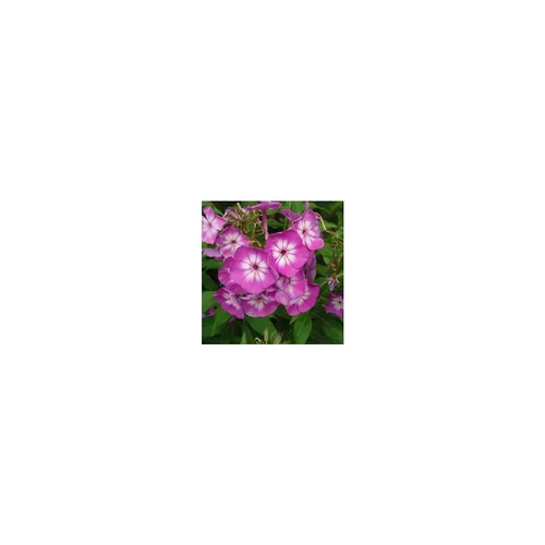 Phlox Paniculata - Le pot de 1 litre