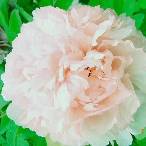 Pivoine Arbustive Rose Clair - Le pot de 5 litres
