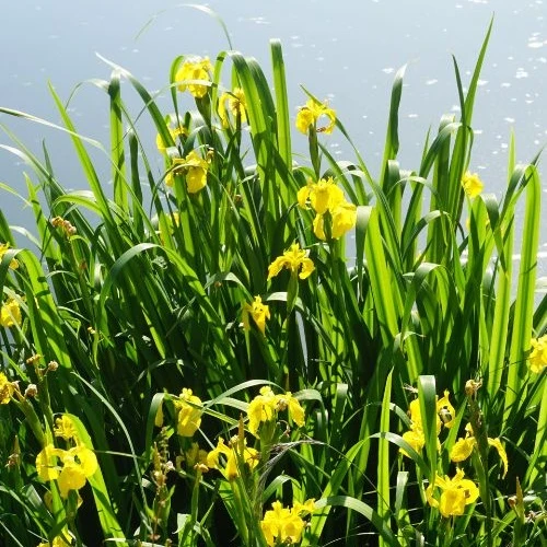 Iris des marais Iris pseudacorus