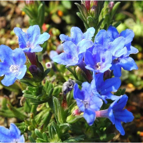 Lithodora ou grémil bleu. Le pot de 0,5 litre