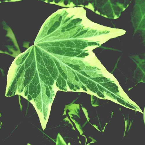 Lierre - La barquette de 6 plants