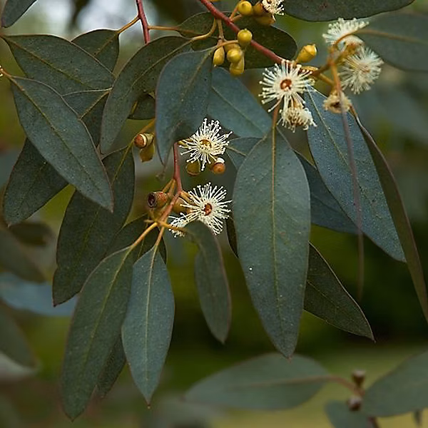 2 x Fusain ailé – Eucalyptus gunnii, 60-80 cm pot