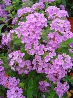 Lantana sellowiana tapissant - Le pot de 3 litres