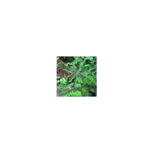 Sophora Pros.Little Baby - Le pot de 10.5 cm