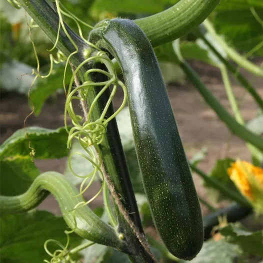 Klimcourgette Ola Escaladora | Biologische en reproduceerbare zaden