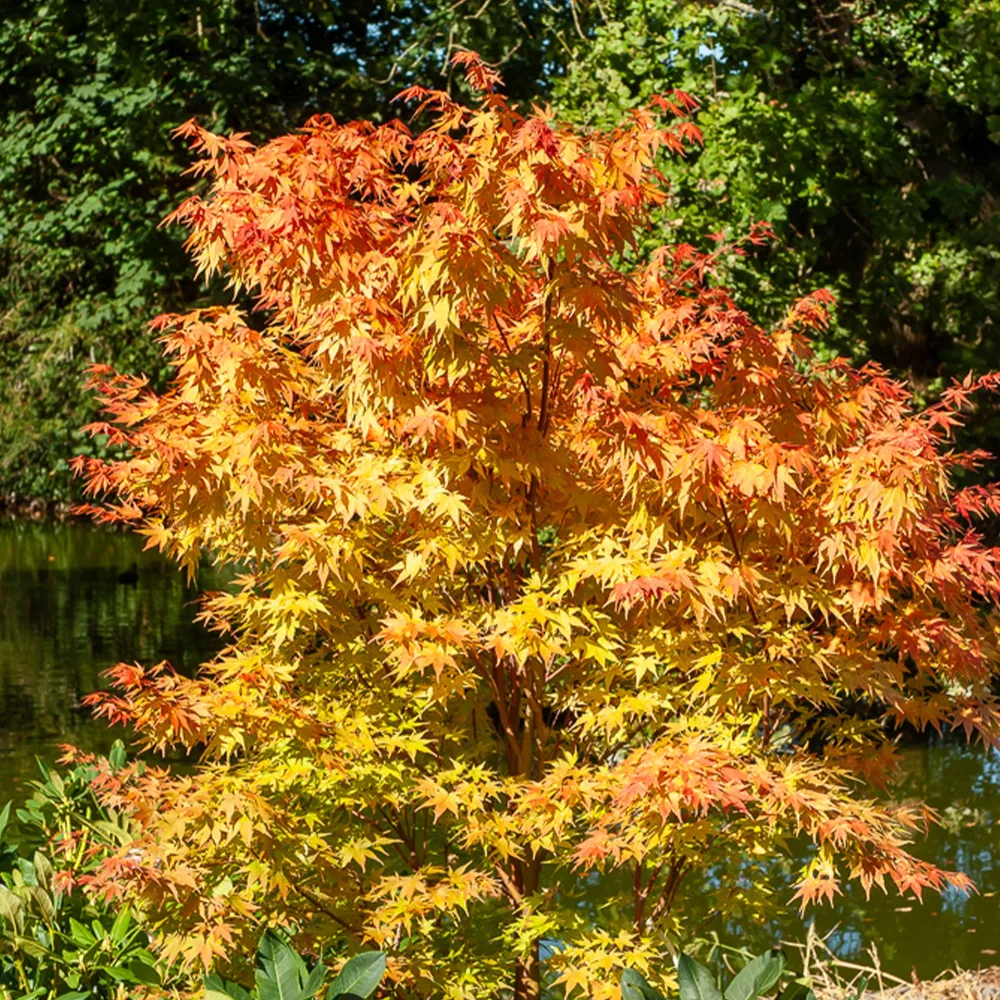 Erable du Japon Sango-kaku Acer palmatum Sangokaku