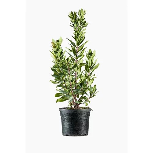 Arbousier (Arbutus Unedo). Le pot de 3 litres