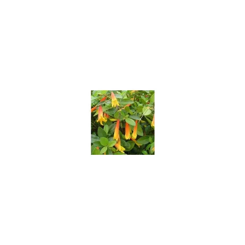 Libonia Floribunda - La coupe