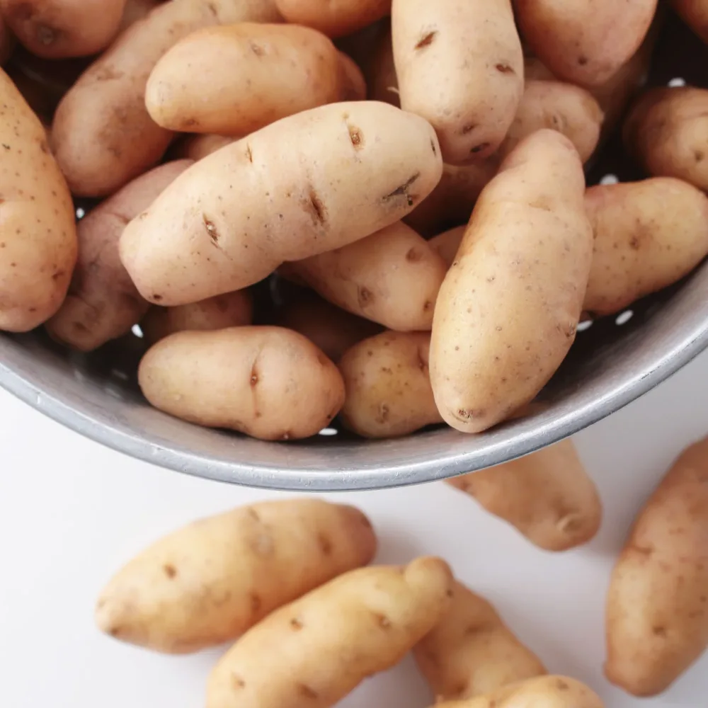 25 Pommes de terre Corne de Gatte - Pink fir Apple Solanum tuberosum corne de gatte (pinkfir apple)