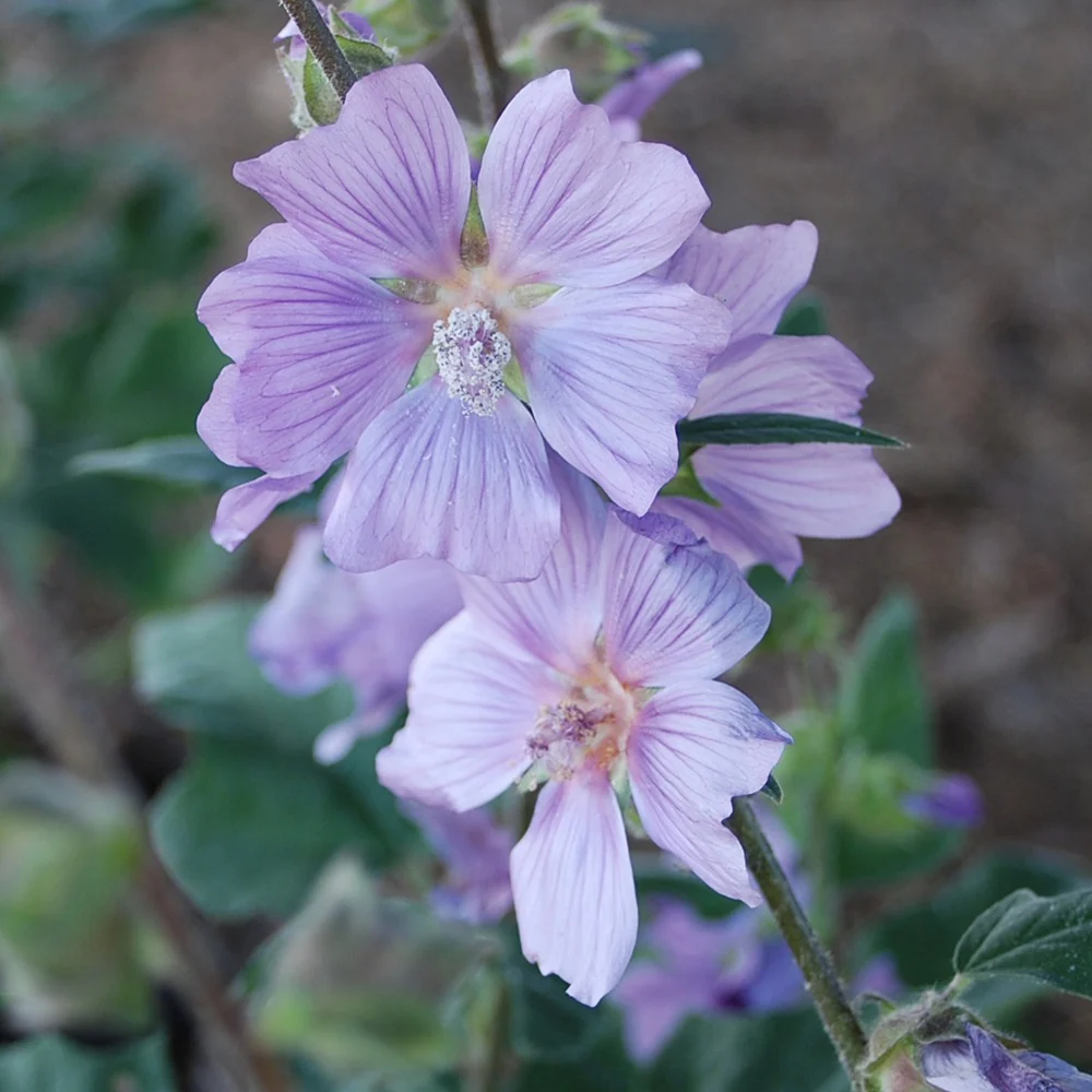Lavatère Blue Bird® Lavatera blue bird ® 'renlav'