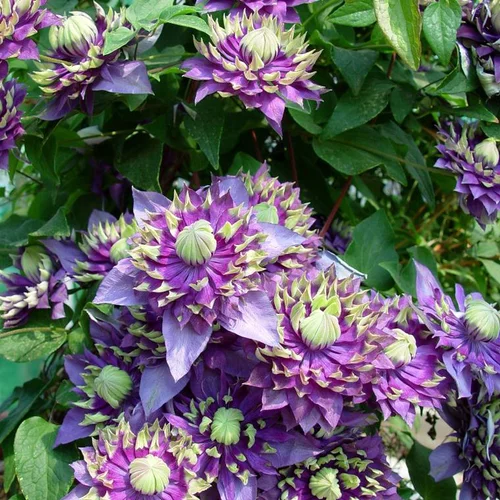 CLEMATITE 'TAIGA'. Le pot de 4 litres