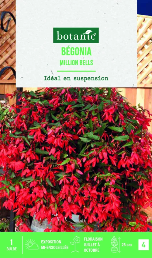 Bulbe de fleurs Bégonia boliviensis million bells botanic® - 1 bulbe