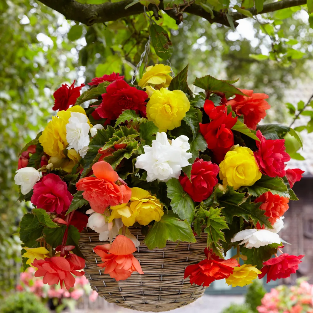 Bégonias retombants à grosses fleurs en mélange Begonia
