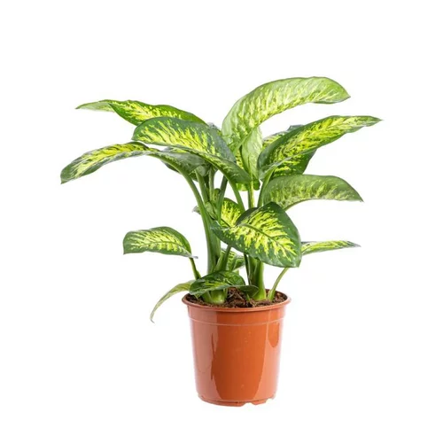 Dieffenbachia Tropic Snow pot Ø24xH80 cm