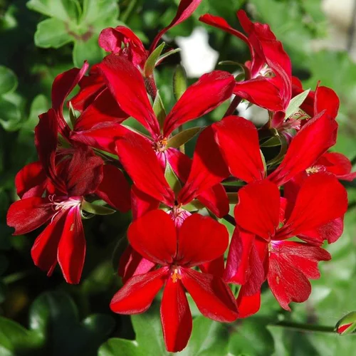 Géranium Lierre Simple à fleurs multicolores - Le pot Ø 14 cm