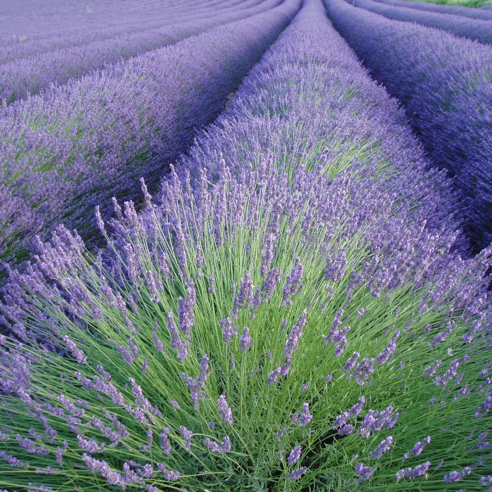 Lavande vraie Lavandula angustifolia