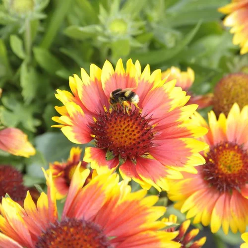 Gaillarde à fleurs multicolores - Le pot de 4,5 litres