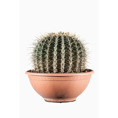 Ferocactus Histrix 35/40 vert