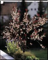 Cerisier à fleurs Prunus Cistena 60/80. Le pot de 5 litres