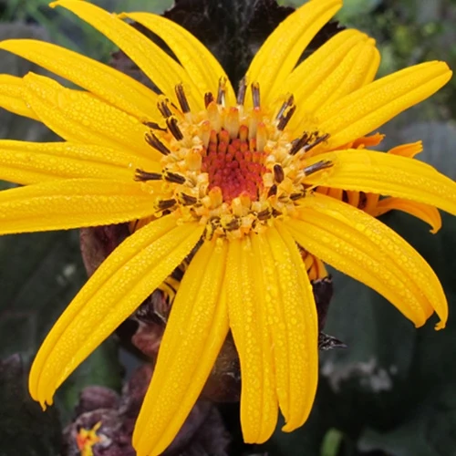 Ligulaire à feuilles dentées Pandora Ligularia dentata pandora
