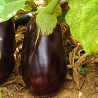 Aubergine Ronde Bio. La barquette de 3 plants