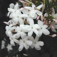 JASMIN POLYANTHUM. Le pot de 3 litres
