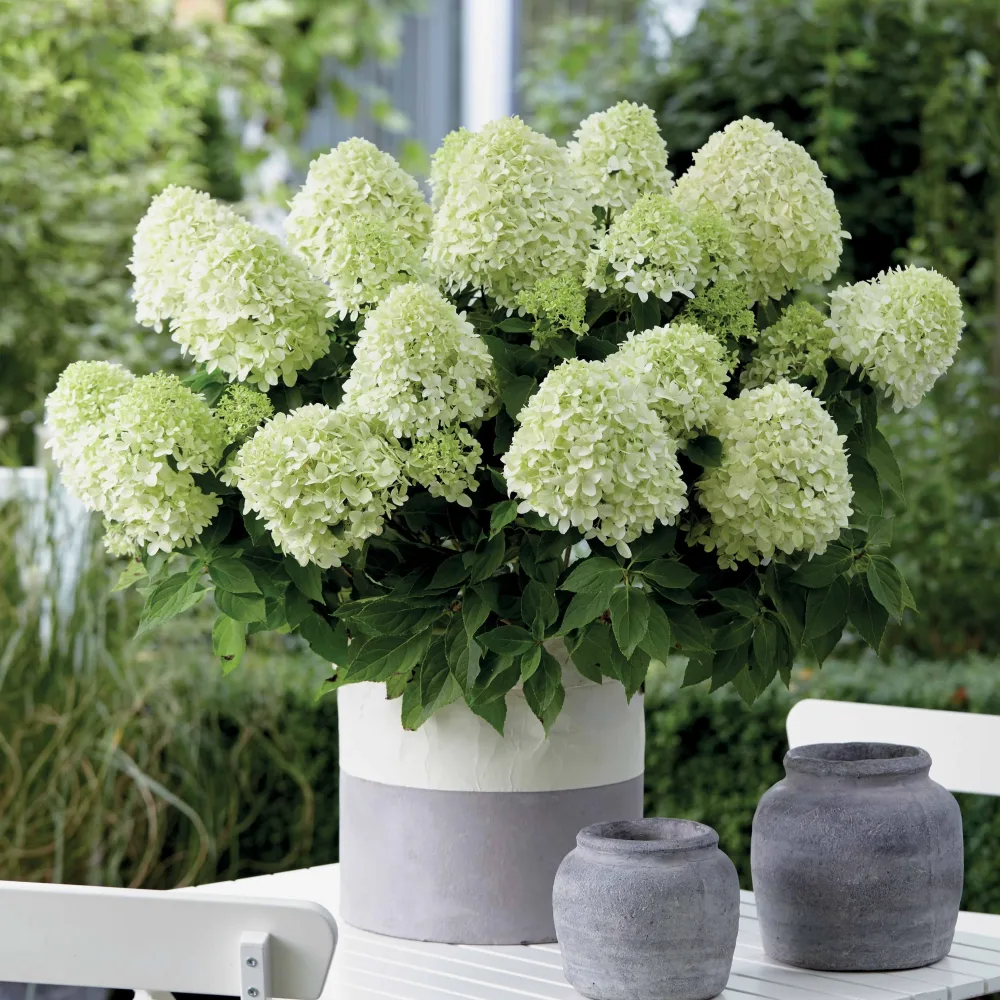 Hortensia paniculé Little Spooky Hydrangea paniculata little spooky