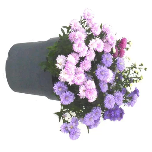 Aster à fleurs multicolores - Le pot de 3 litres