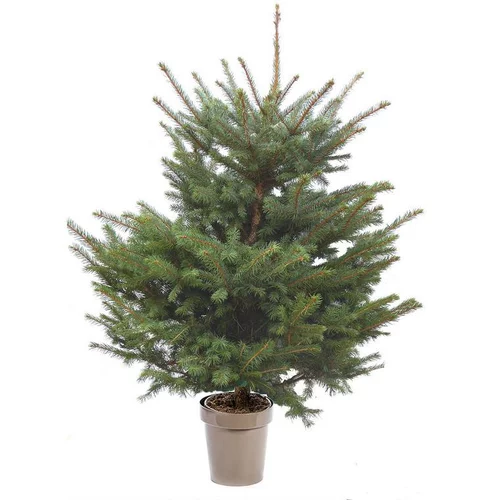 Sapin de Noël naturel en pot Picea Pungens botanic® - 80 à 100 cm