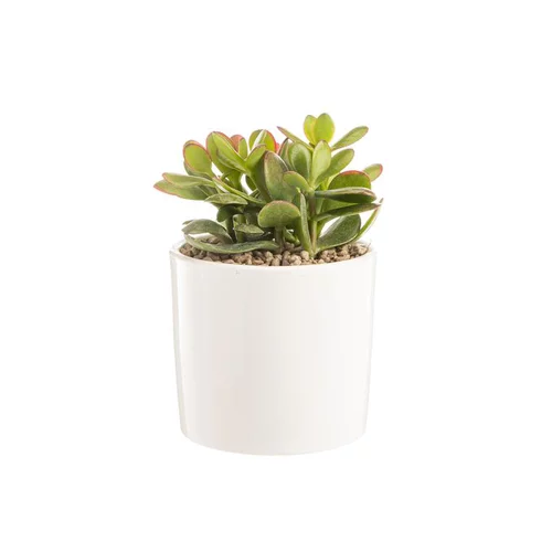 Crassula sunset en pot blanc émaillé H 10 x Ø 15 cm