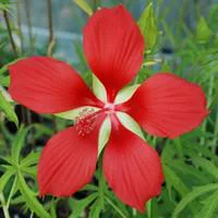 Hibiscus Coccineus - Le pot de 4 litres