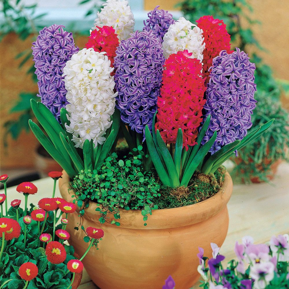 Collection de 9 Jacinthes : Ostara, Jan Bos, Carnegie Hyacinthus 'Delft Blue', 'Jan Bos', 'Carnegie'