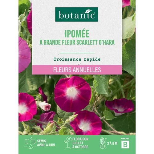 Graines de fleurs d'Ipomée à grande fleur Scarlett O'hara botanic®