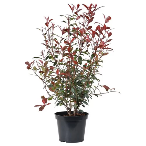 Photinia Red Robin en pot de 10 litres