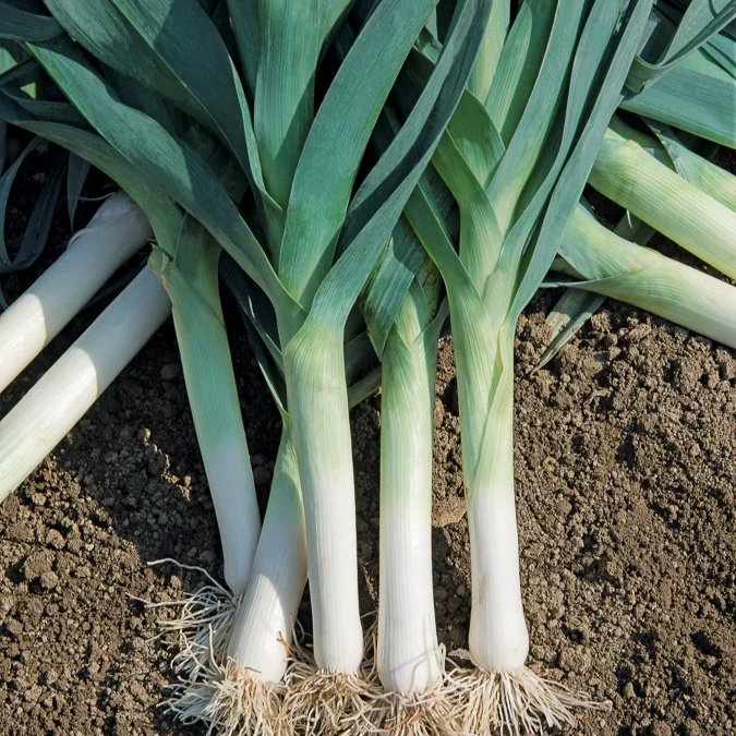 Poireau Bleu de Solaise Allium porrum bleu de solaise