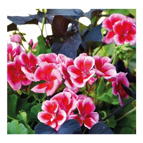 Géranium (Pelargonium) zonale bicolore rose Americana - Le pot de 4,5 litres avec soucoupe