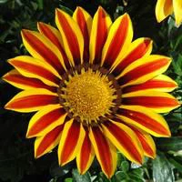 Gazania - La jardinière de 40 cm