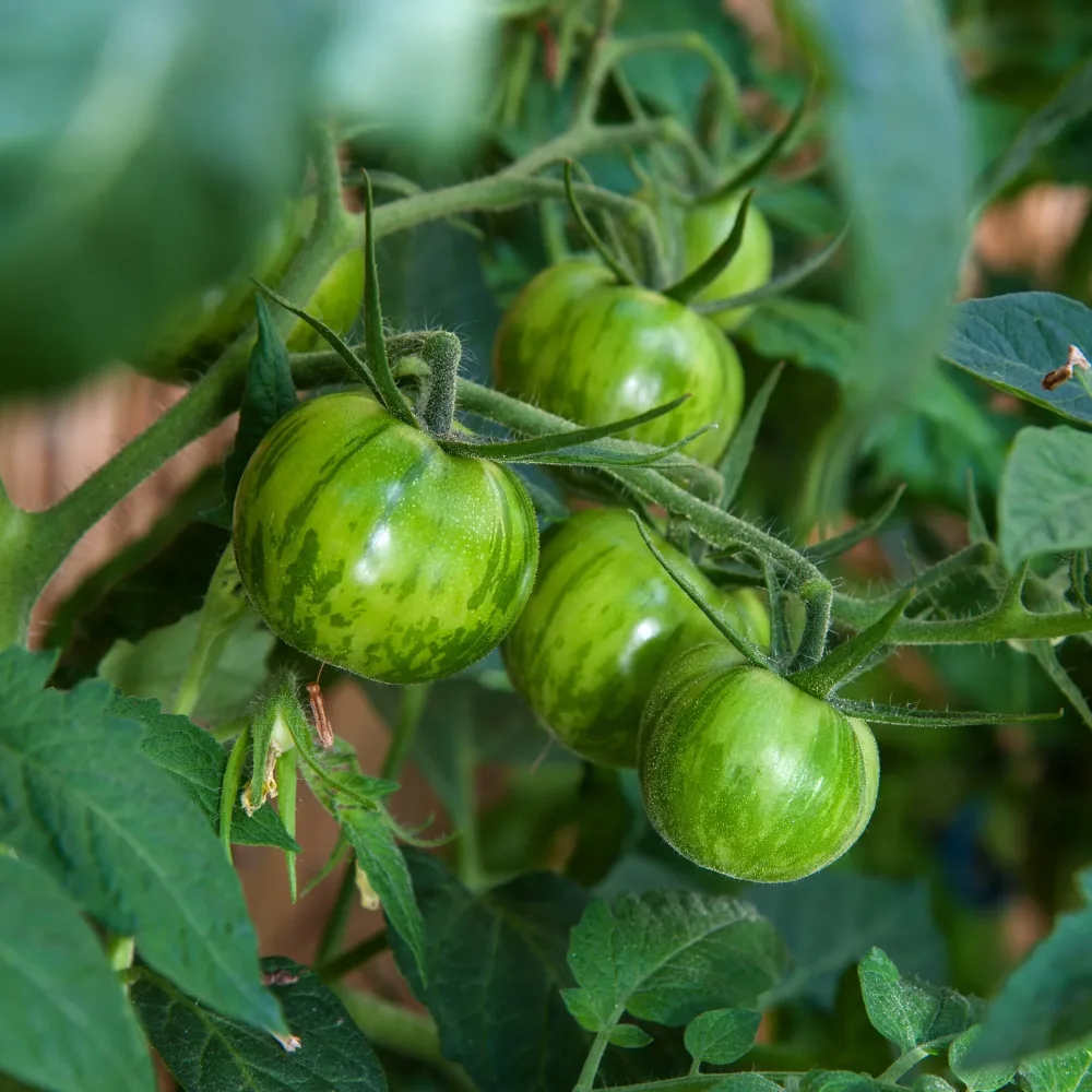 Tomate Green Zebra Lycopersicon lycopersicum Green Zebra